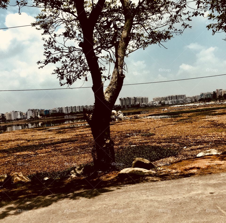 Shade and tree at the dried lake 