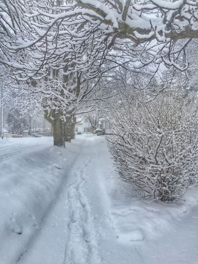 Snowstorm Bucky 