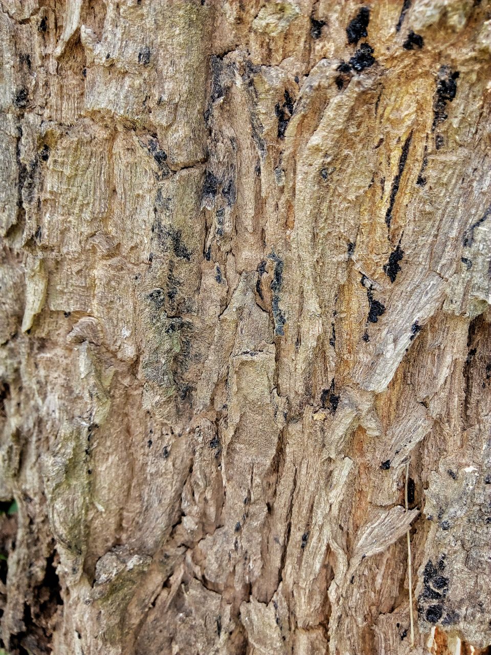 Sasbania grandiflora , tree bark