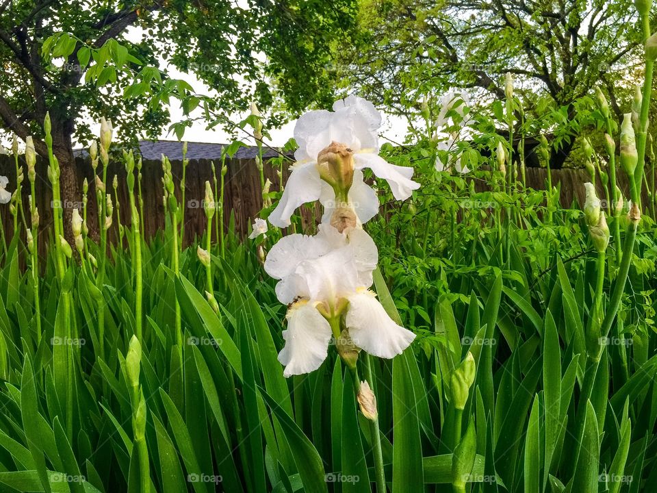 Iris