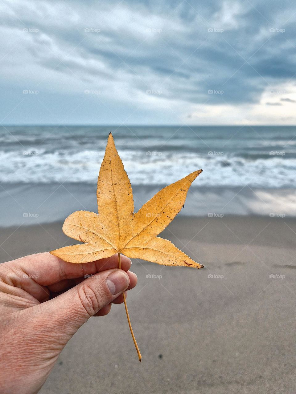 "Ocean's Autumn Leaf"