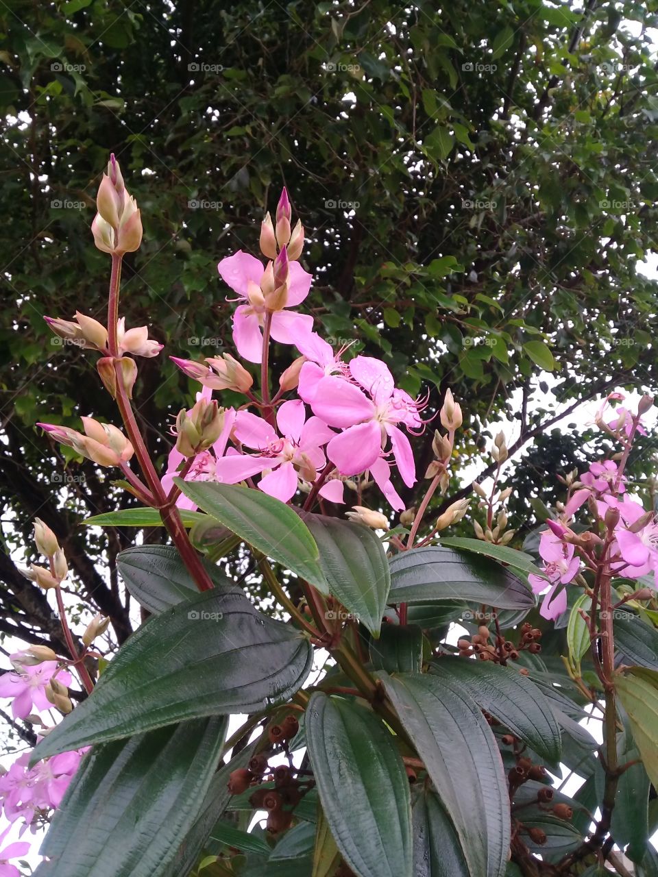 Quaresmeira tree. This tree is typical of Brazilian Atlantic   forest.