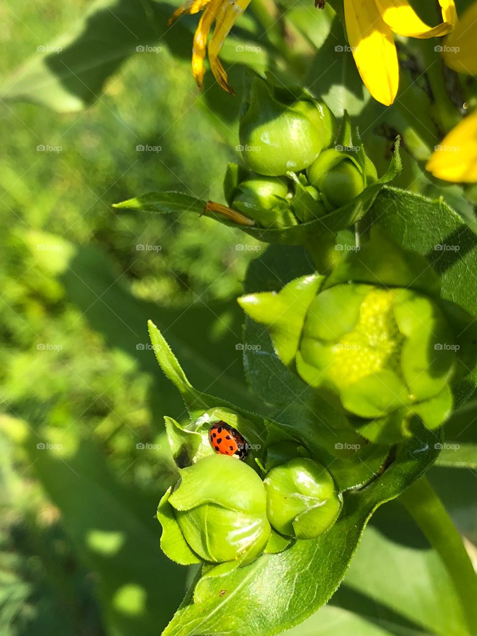 Hiding ladybug. 
