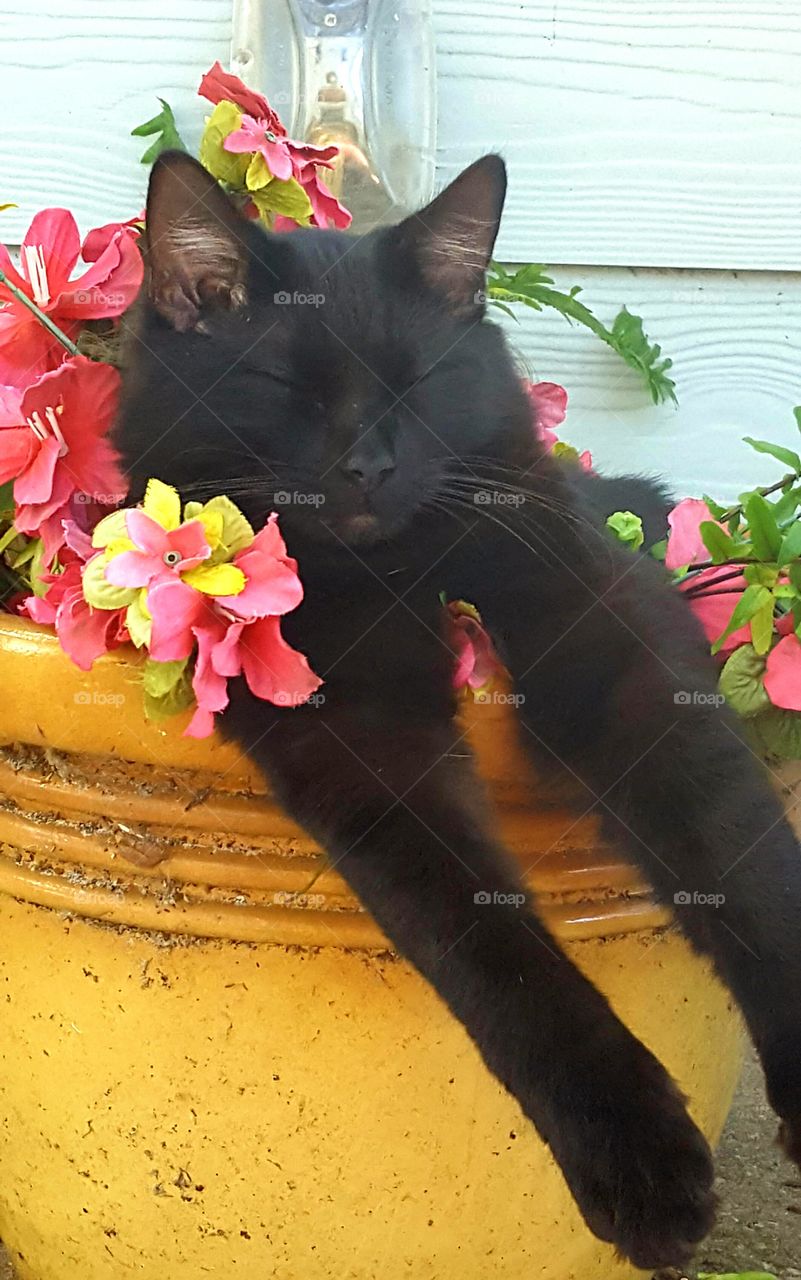 "Bob" resting in the flower pot