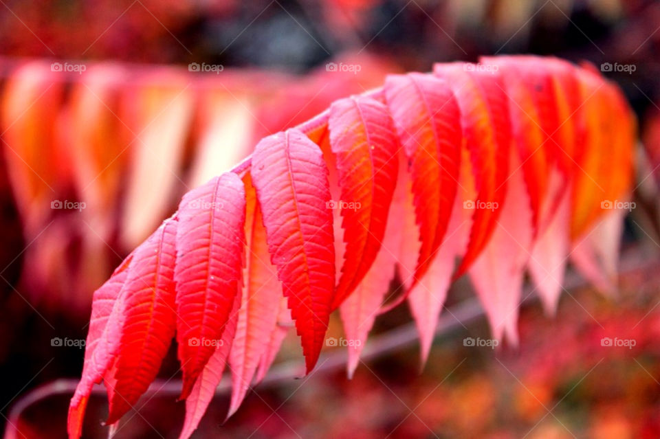 garden nature color leaves by merethe