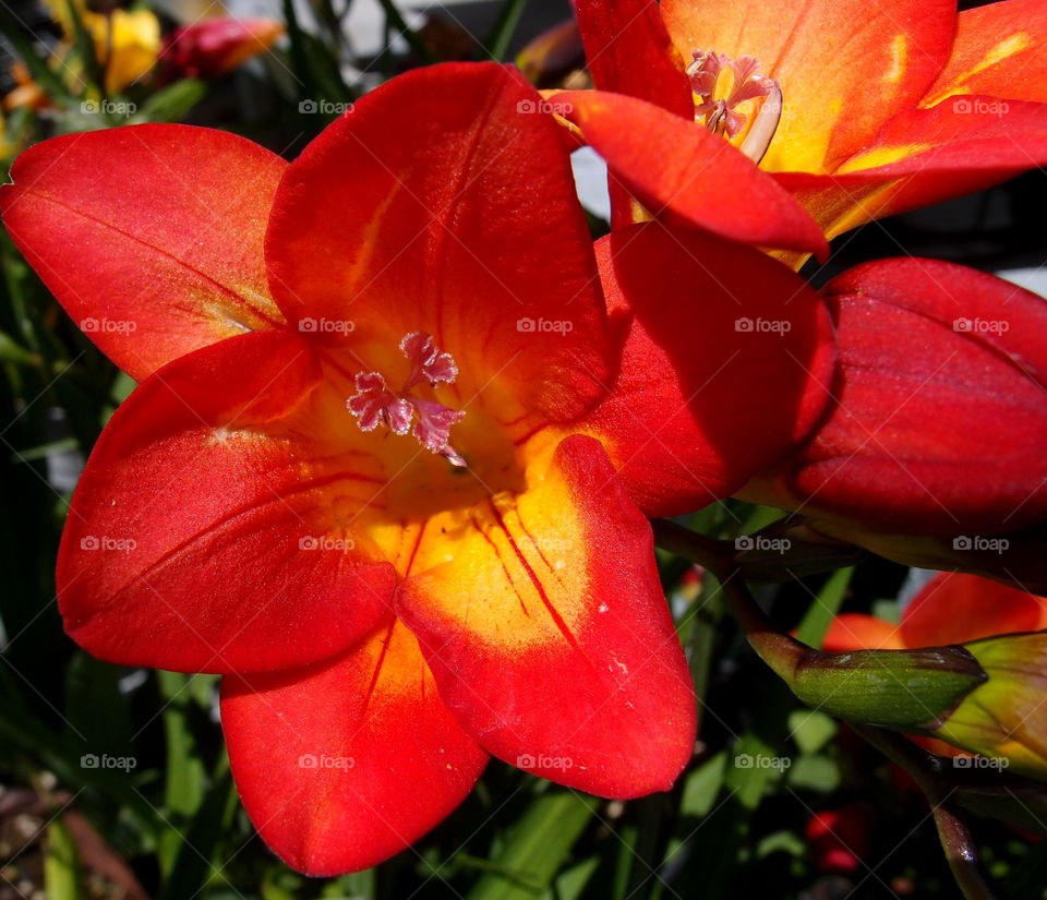 Closeup of brilliant red and orange flowers on a sunny summer day 