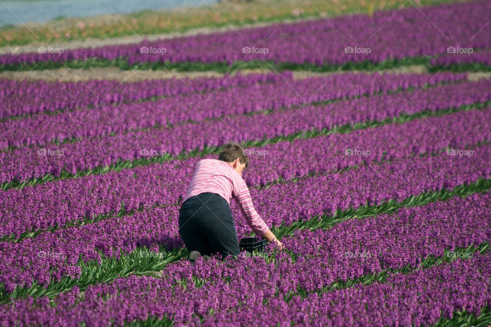 Person in hycinth field