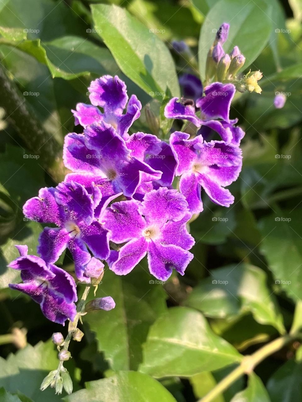 Purple flowers