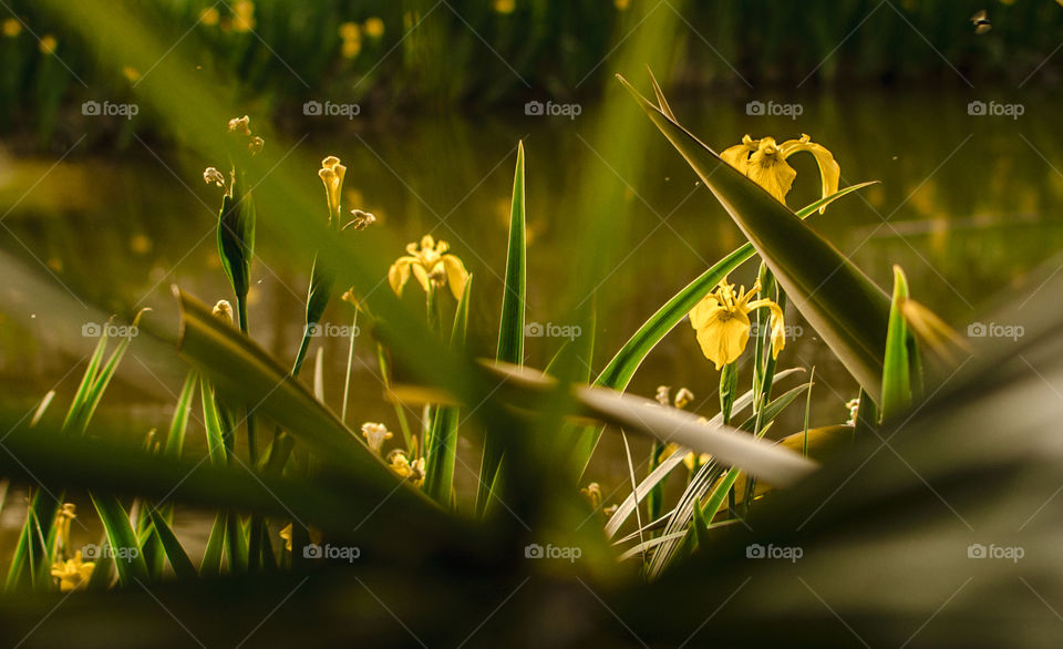 yellow and green🤯