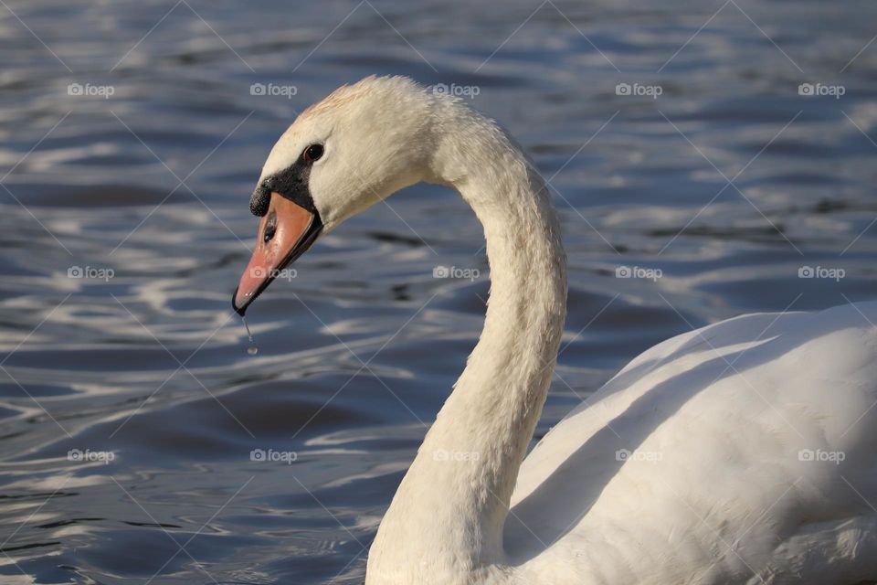 A swan