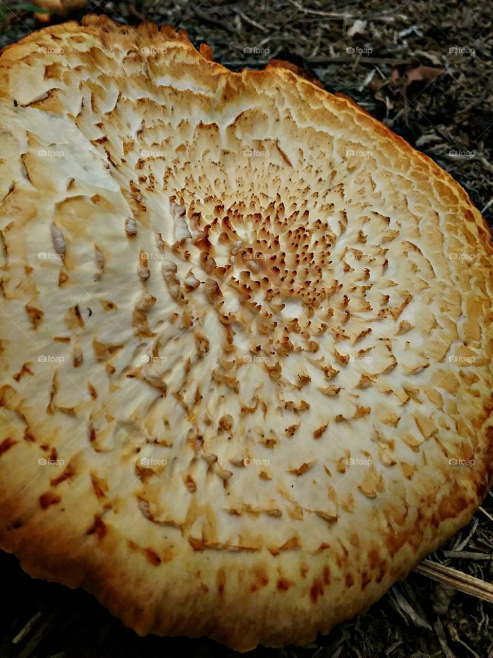 A barriga amarela do ousadp cogumelo gigante.