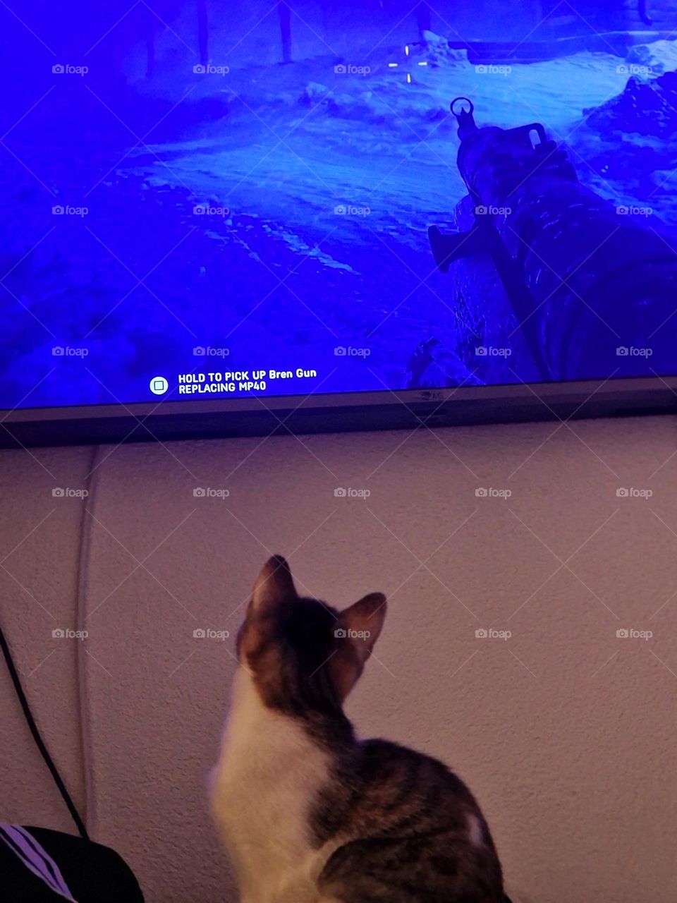 Battlefield 5 and Alma the cat