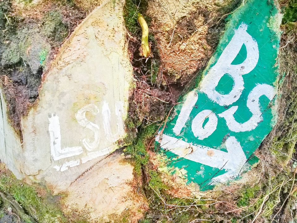 Row number of sample leaf unit in an oil palm plantation