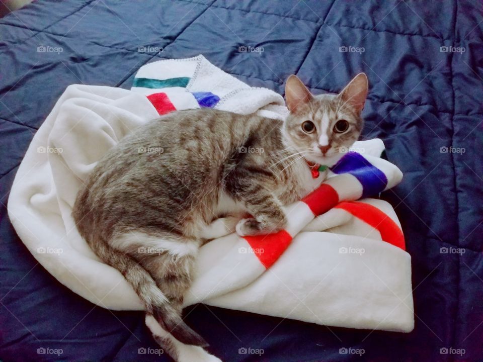 small kitty laying on a blanket
