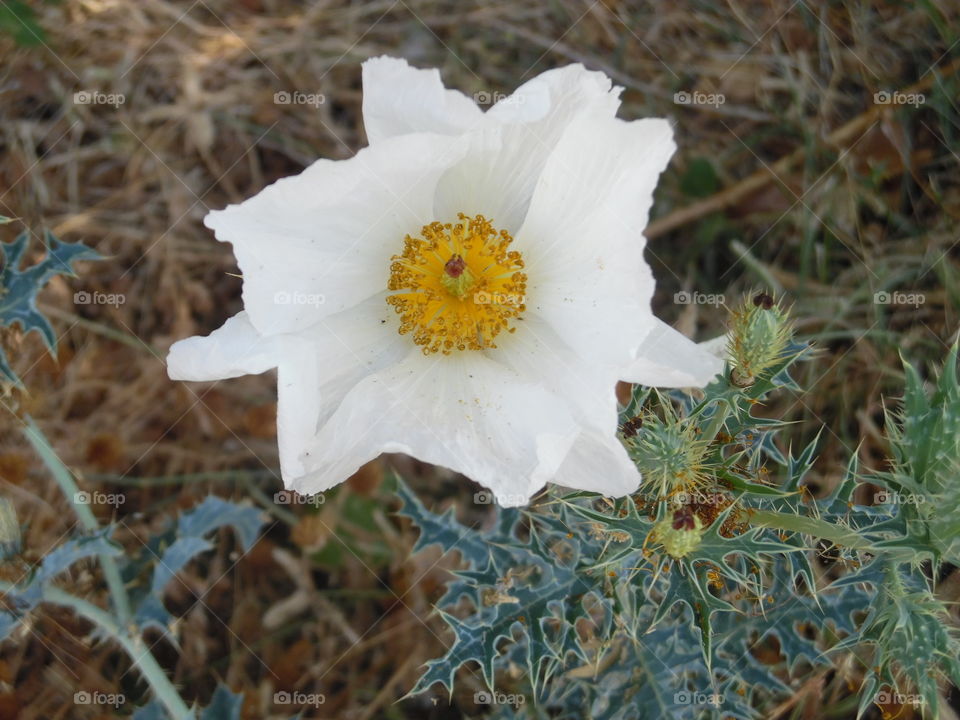 daff o dill. This is a vacation photo 📷 that I took while visiting port Aransas Texas. 👣 🚶 🏃 🔥 💨
