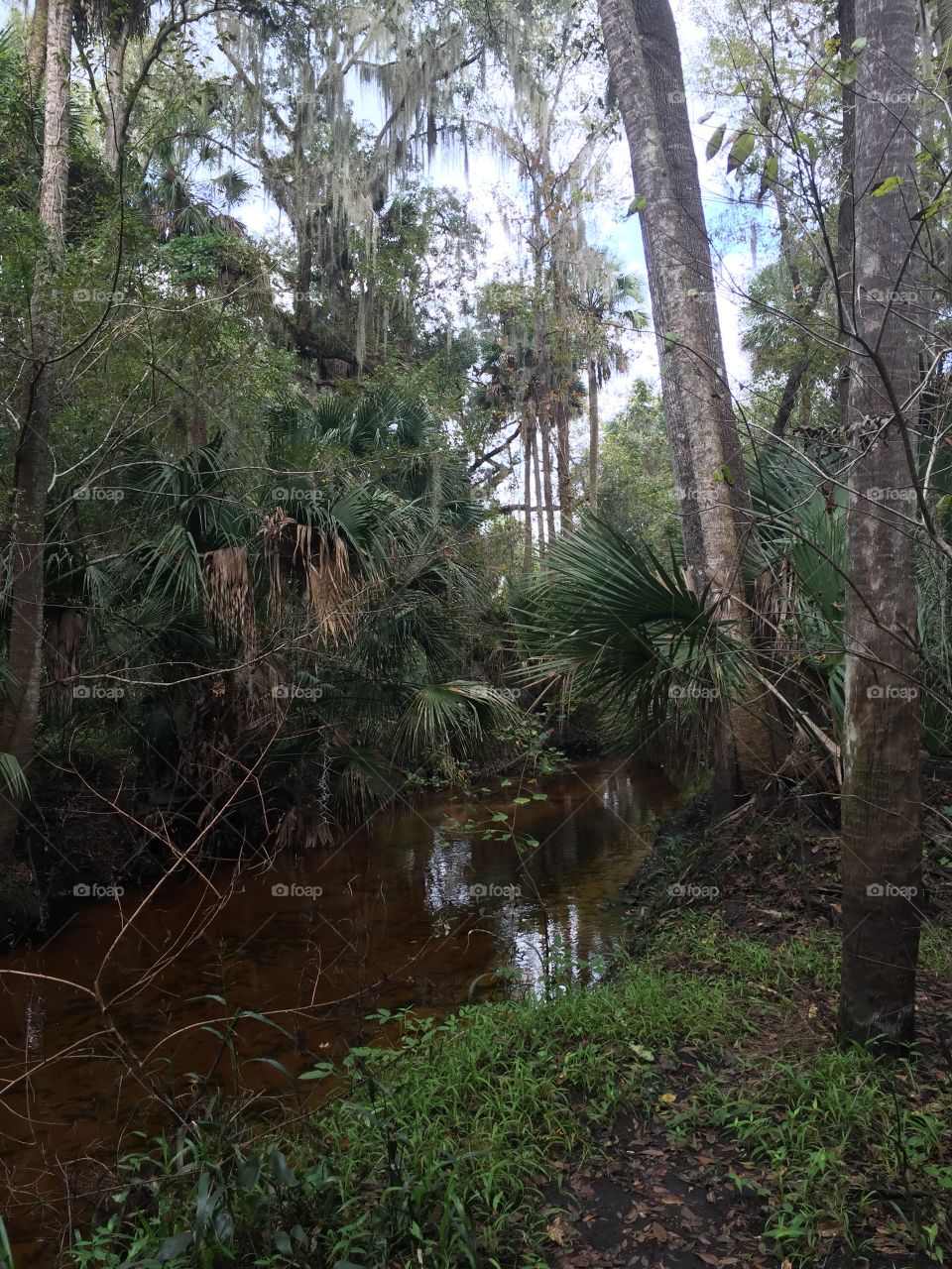 Nature Walks and Creekside Talks