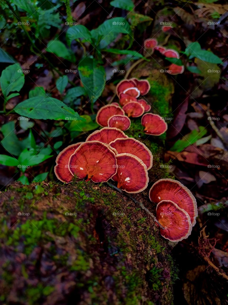 Wild mushrooms (microporus) grow in clusters on the forest floor