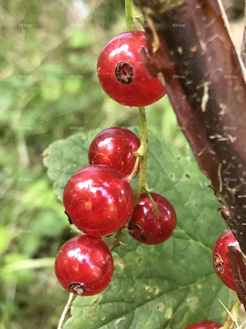 Ripe summer red currents 
