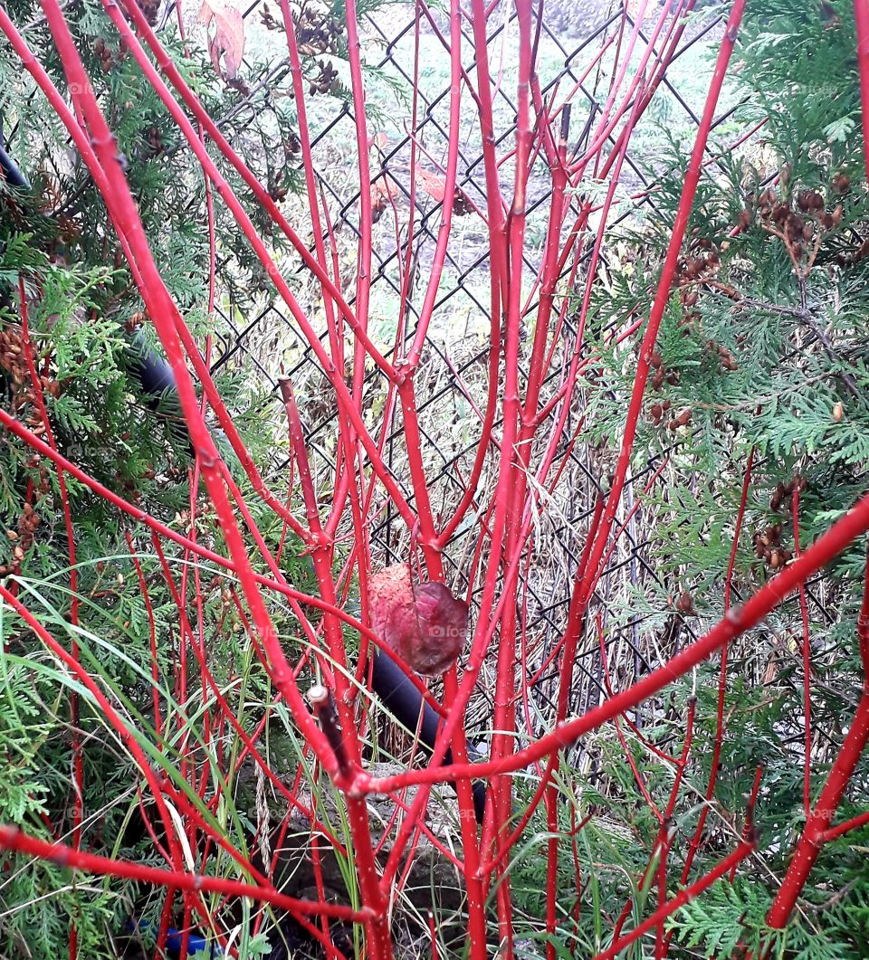 leafless bush of red dogwood