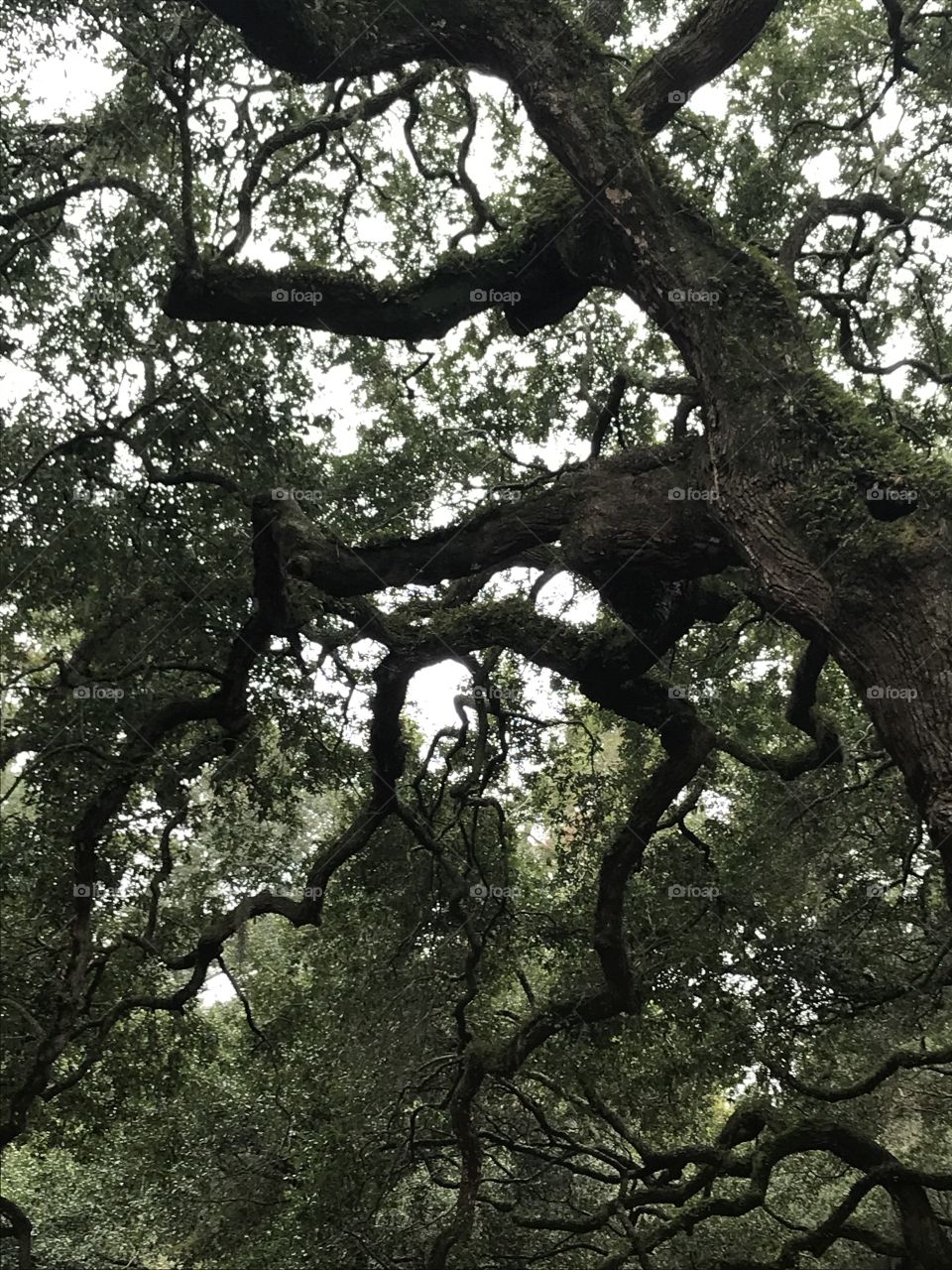 Tree, Leaf, Oak, Nature, Flora