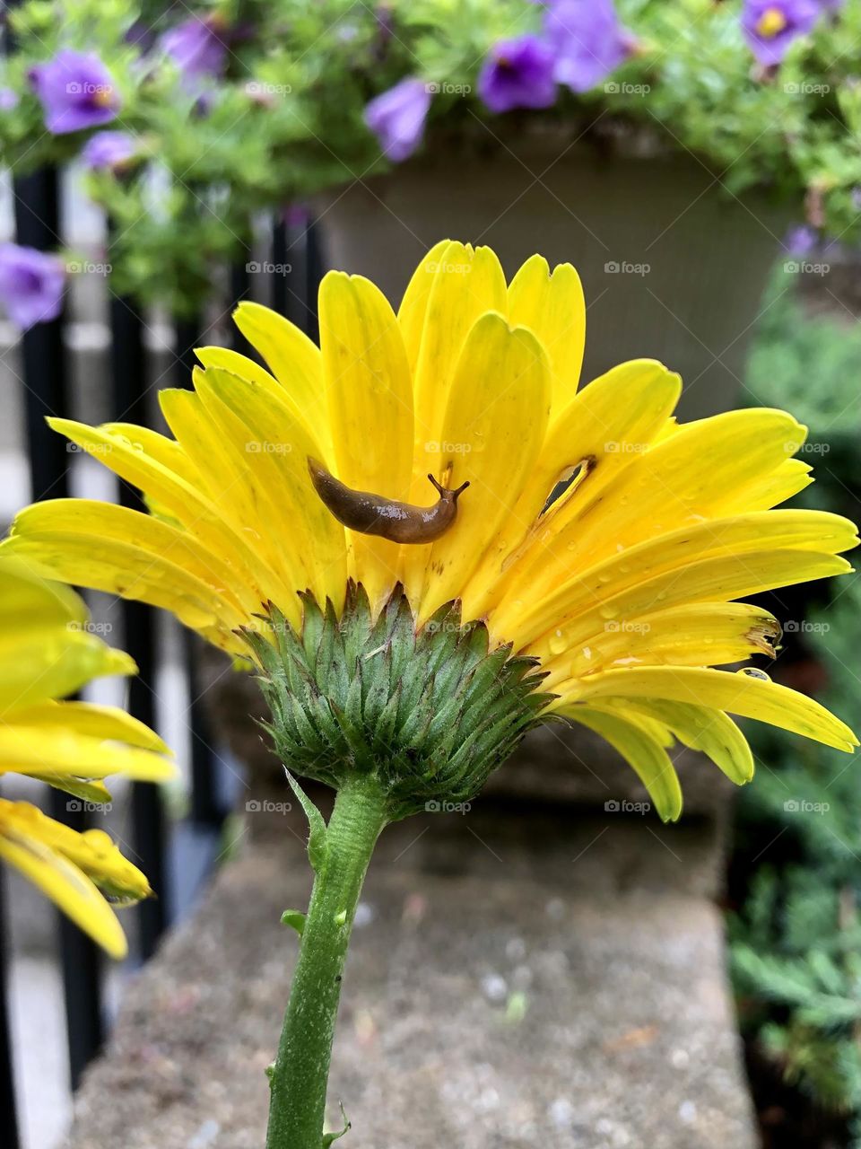 Backyard garden yellow gerbera daisy flower snail slug wildlife nature summer rain container gardening patio plants petals stem leaves foliages petunia flowers in background glimmers small moments of happiness neighborhood landscaping