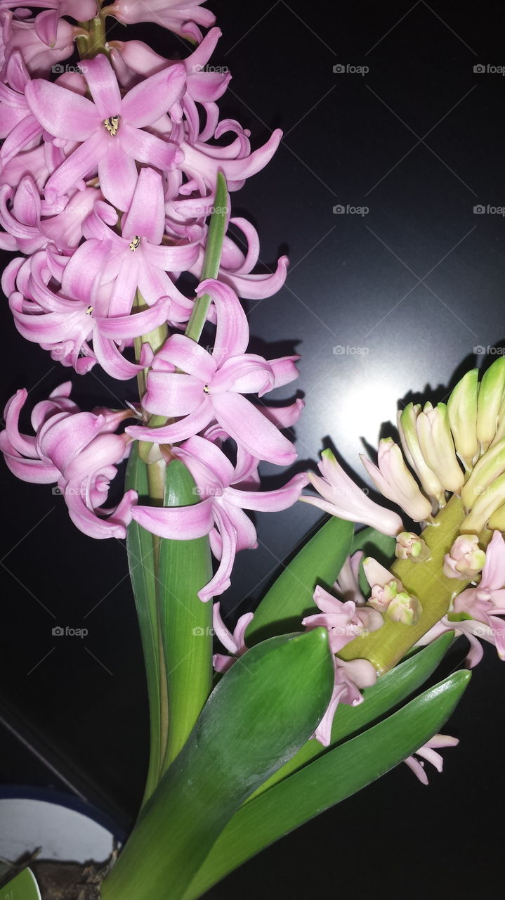 pink flowers 