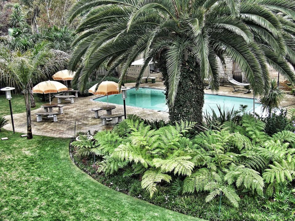 Big palm tree by the pool.