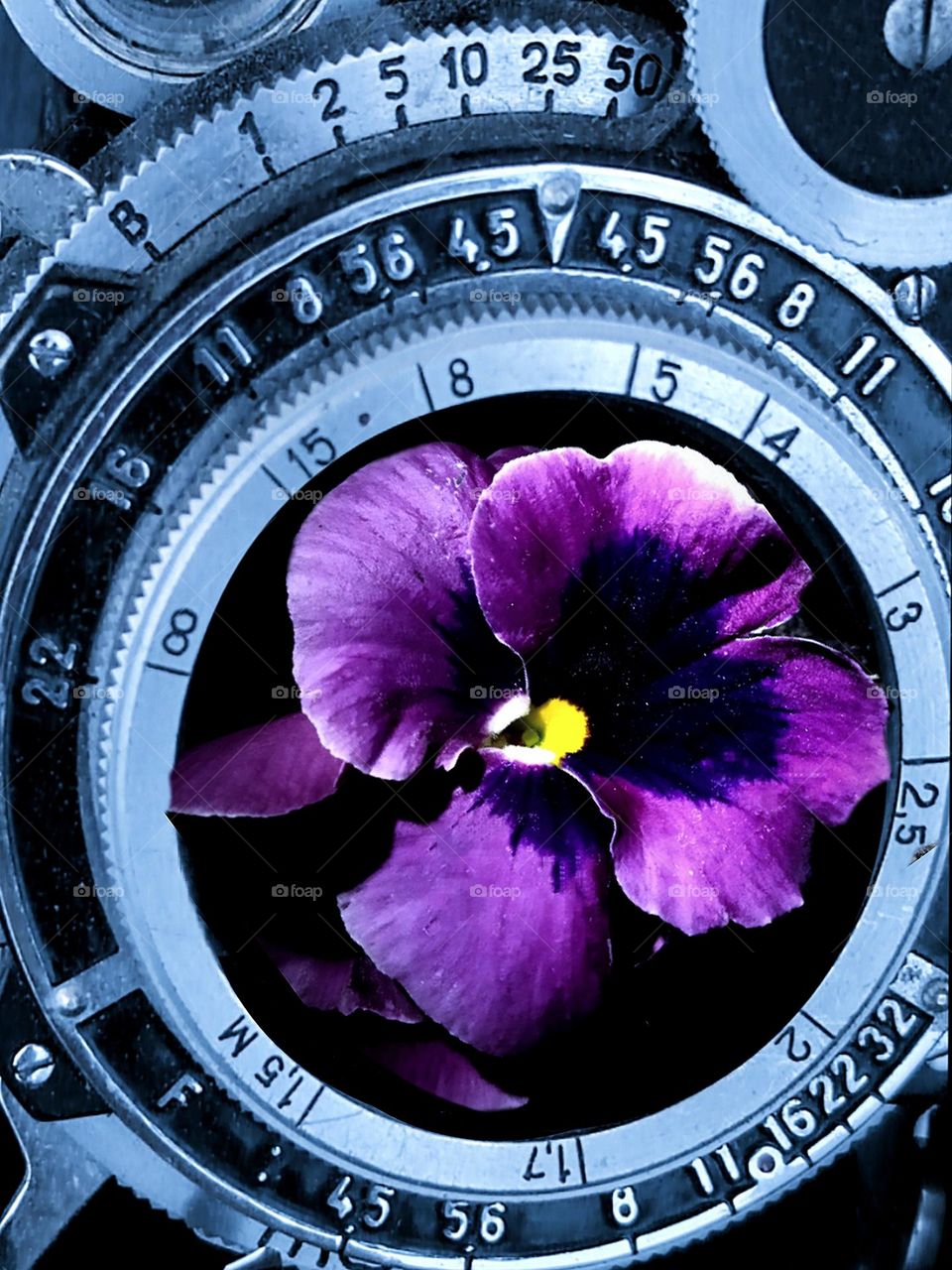 Close-up. The lens of the camera, in which flower with violet petals. All shades of purple