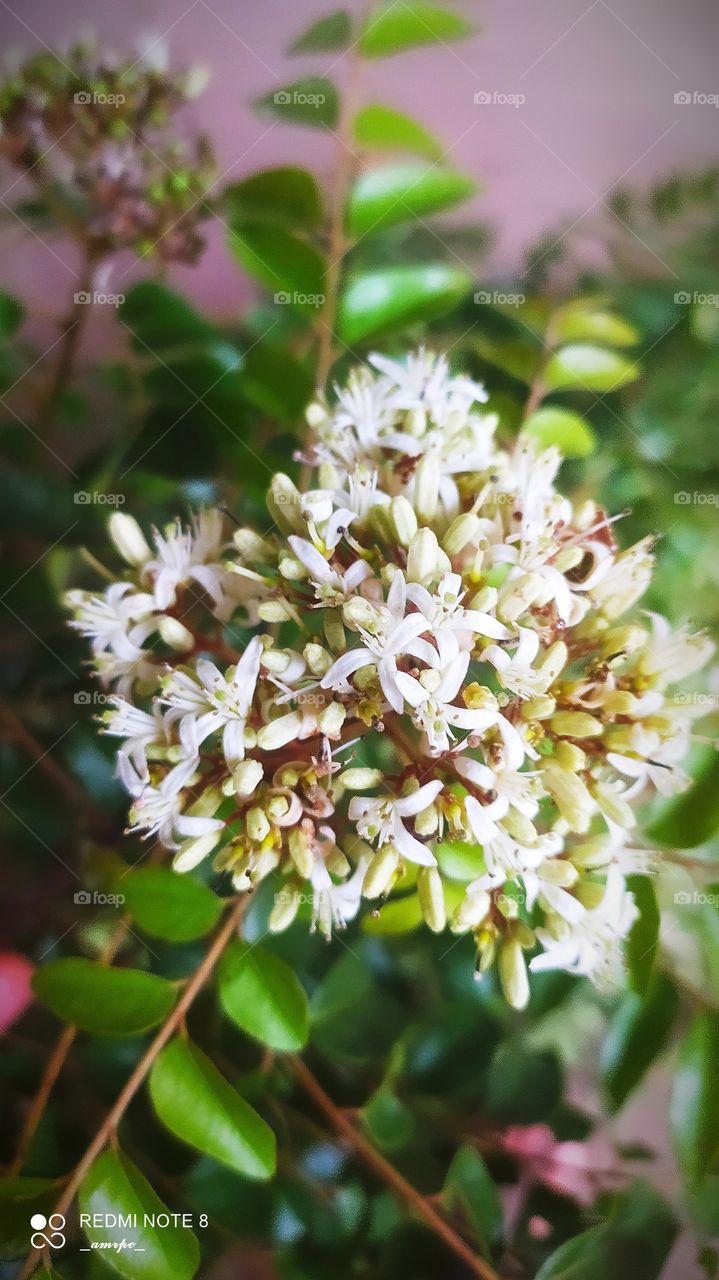Ever seen the flowers of the curry leaf plant? Here it is!