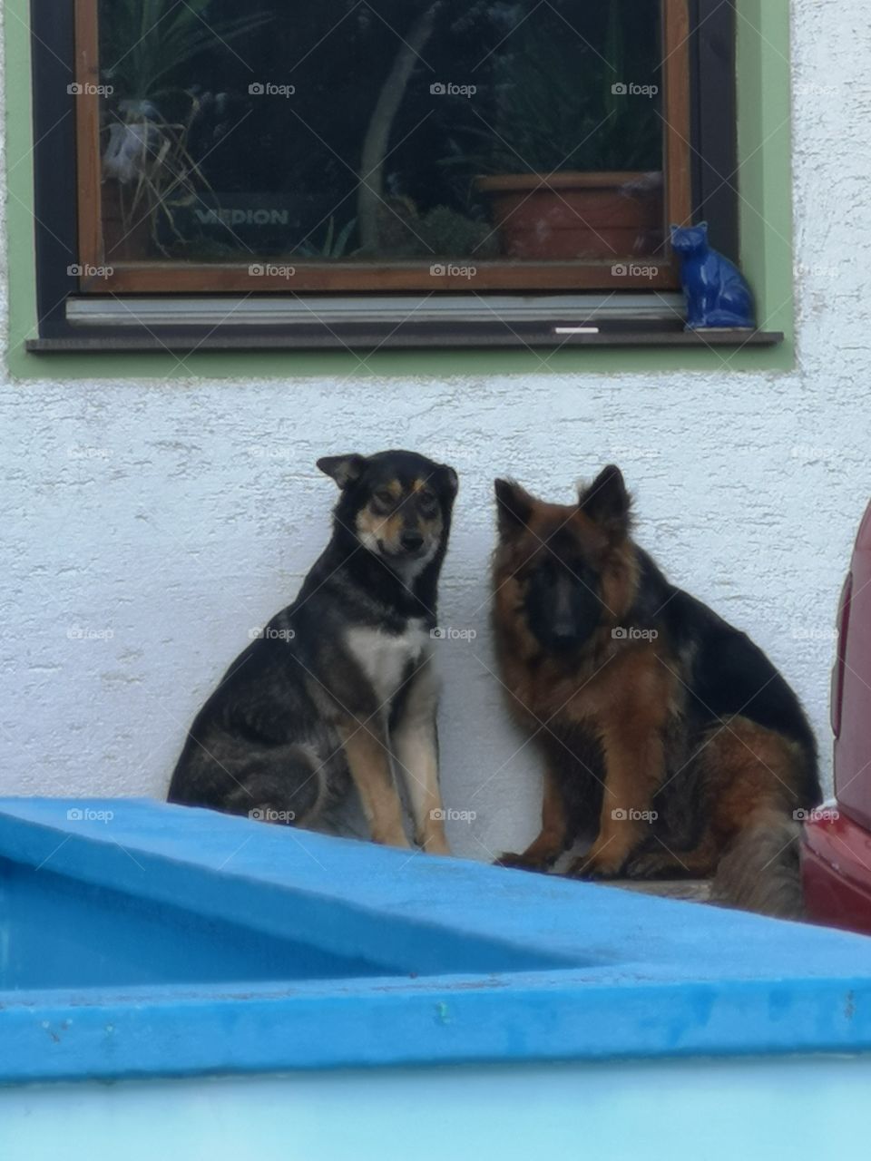Dog's