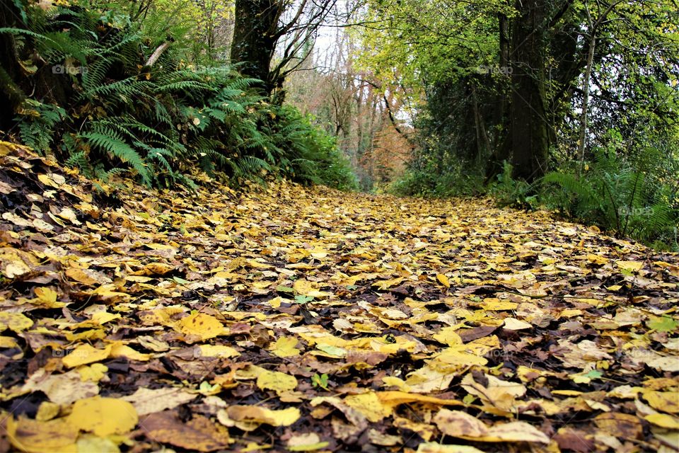 The leaf littered path of the Exe Valley way