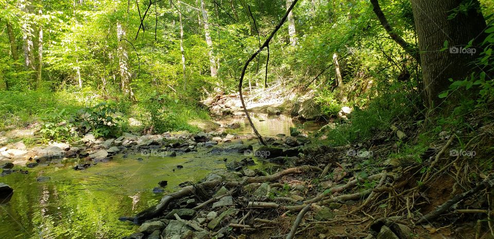 creek in the woods