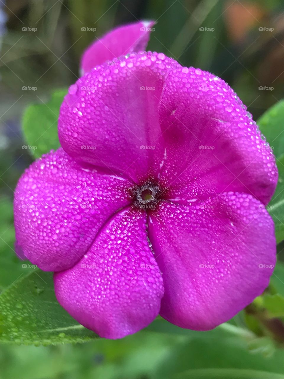 Pink periwinkle after morning dew