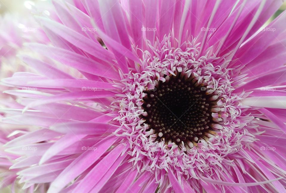 Gerbera flower 🟣