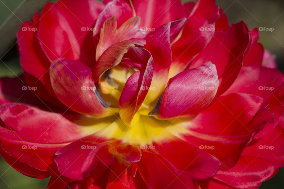 opened bud of red flower