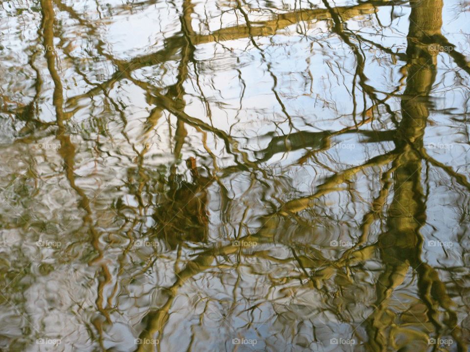trees reflected in water