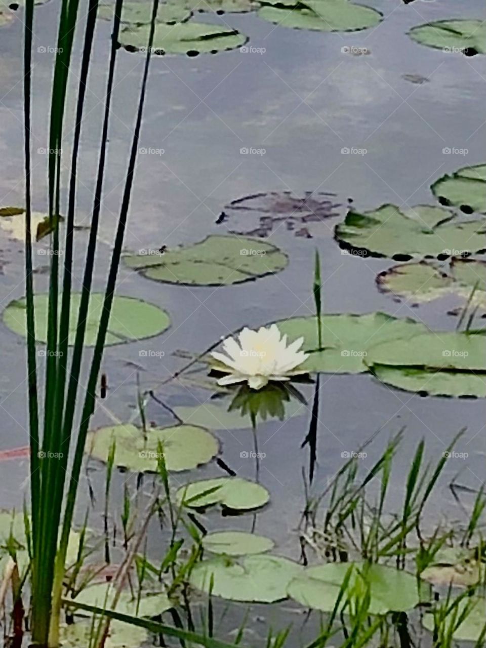 Our middle pond is growing with lily pads and the beautiful flowers they produce!