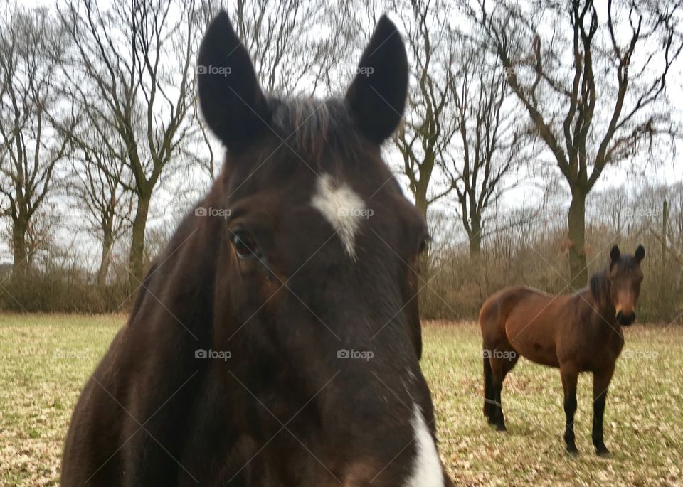 Spring. Horses. Outskirts of Hamburg