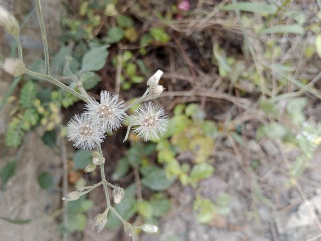 grodin flower