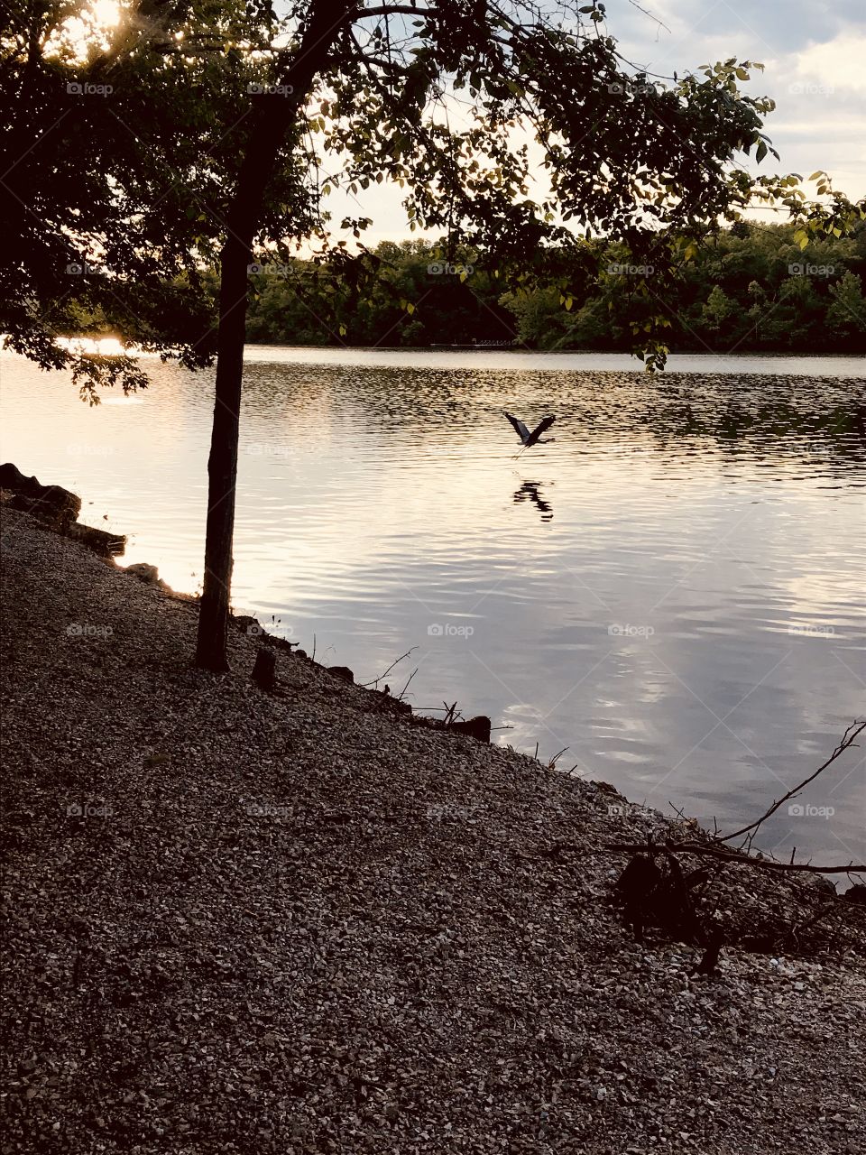 Gorgeous natural perfectly clear spring water in Ha Ha Tonka State Park in Missouri with silhouette of great blue heron to the side! 