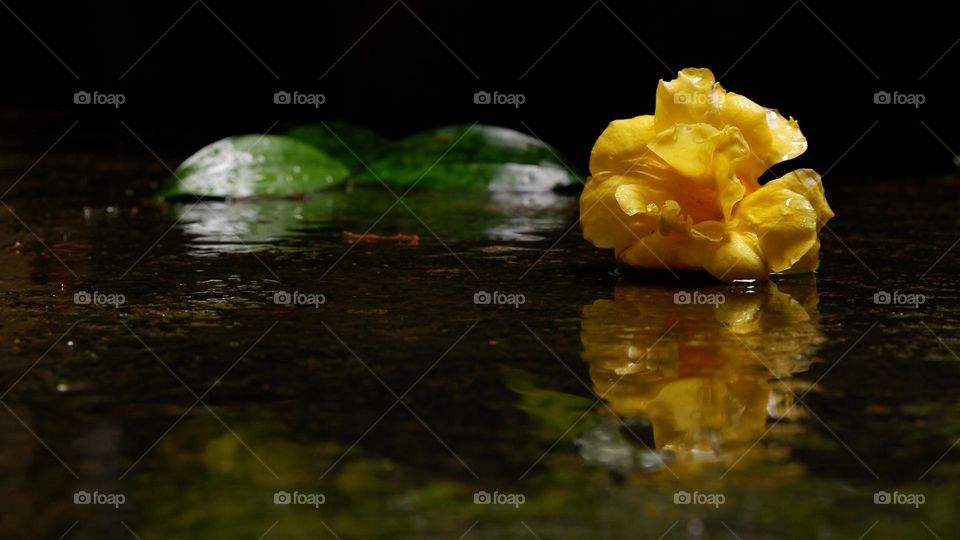 yellow rose reflection