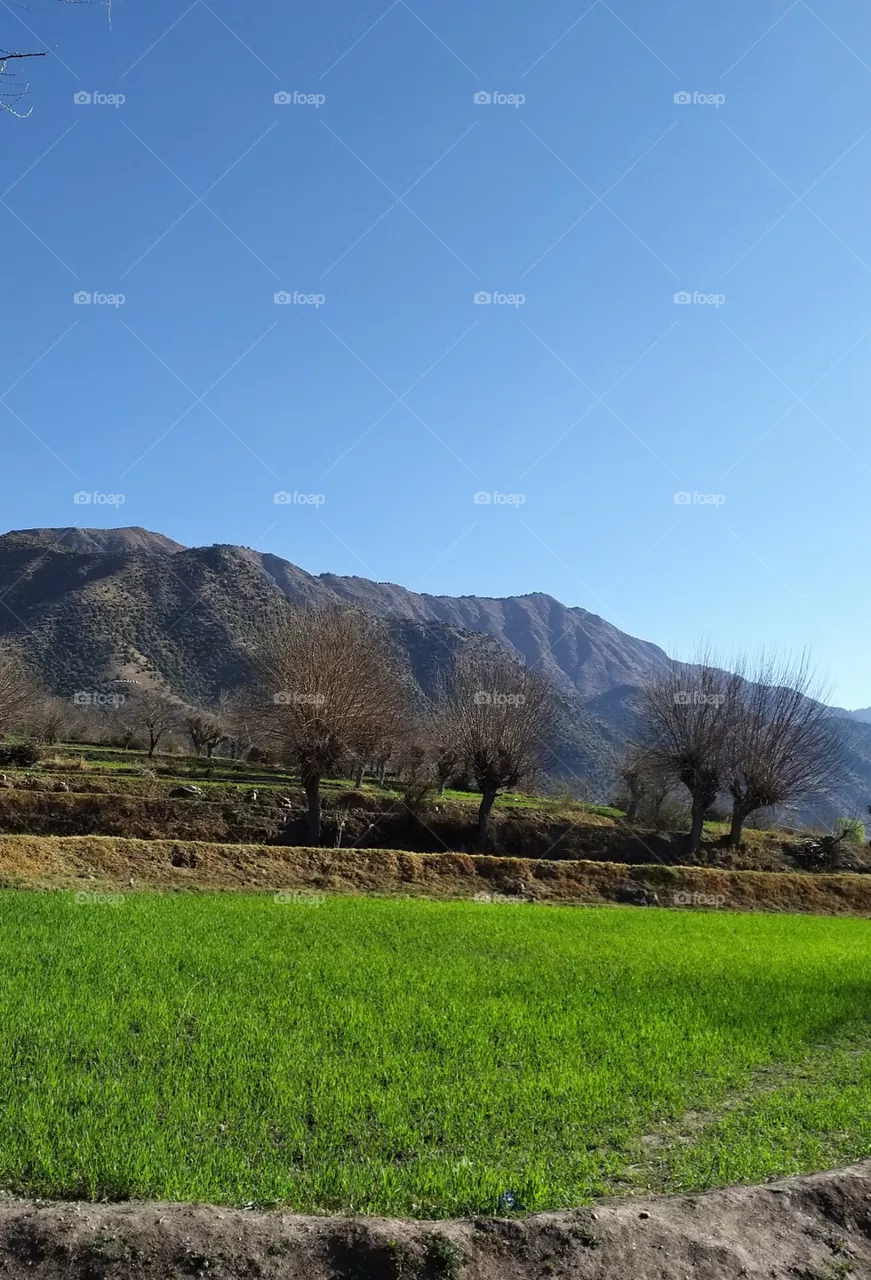 small green fields