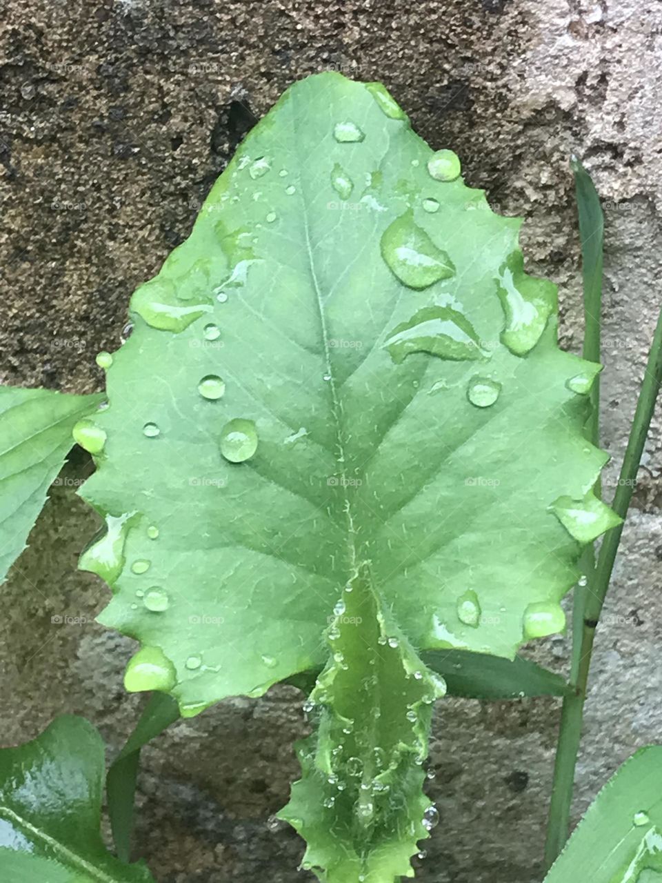 A leaf springing forth from concrete covered in raindrops.