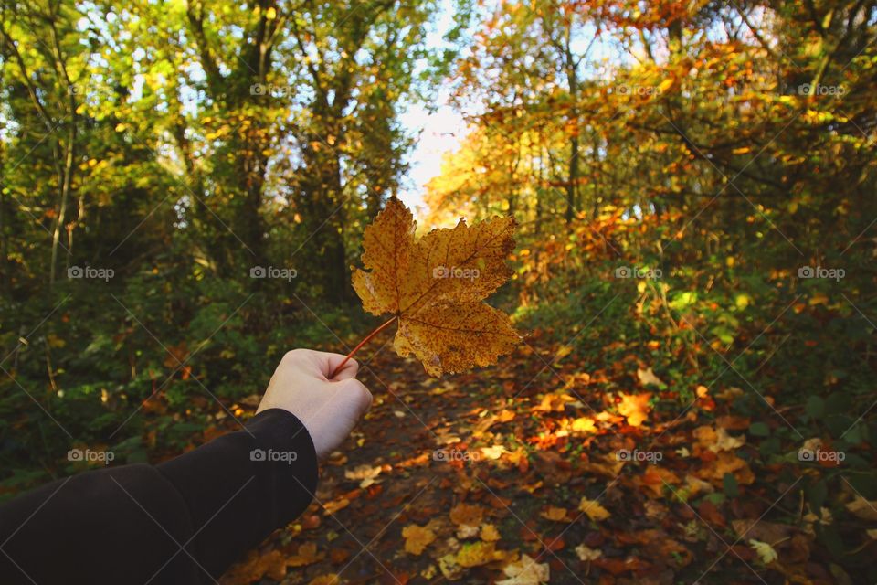 A person's hand holding maple leaf