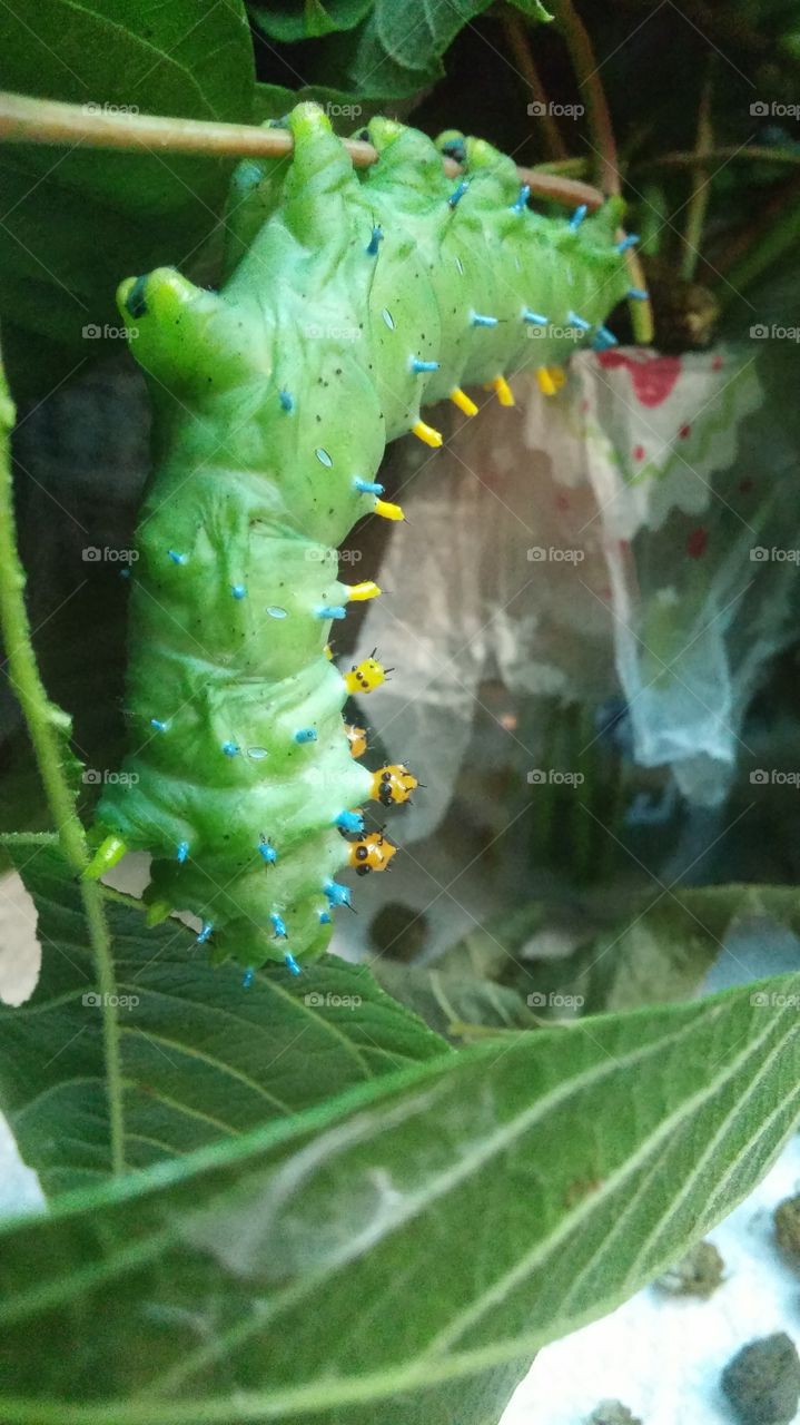Caterpillar, Larva, Insect, Butterfly, Metamorphosis