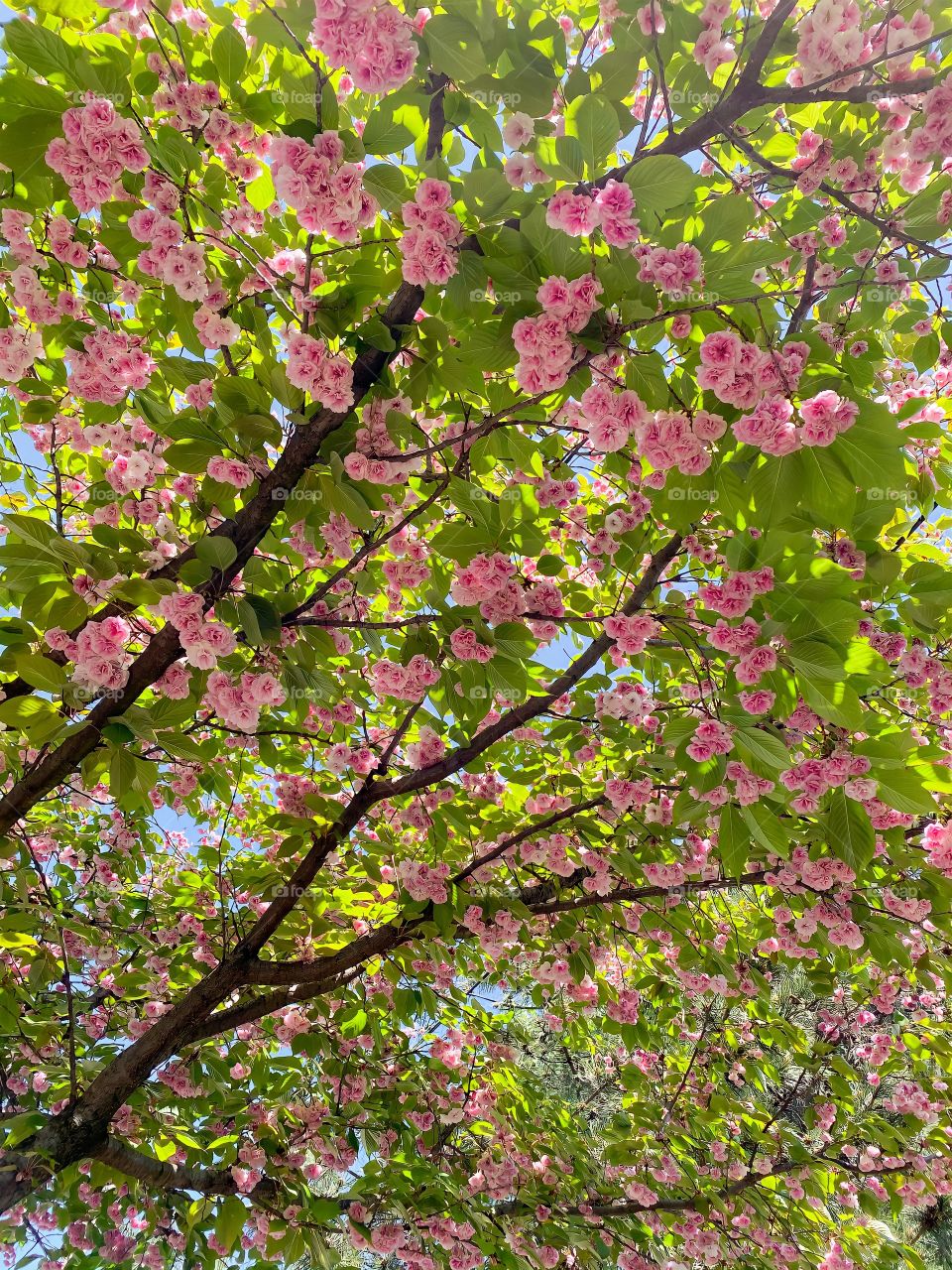 Beautiful moments of spring 💕🌸📸