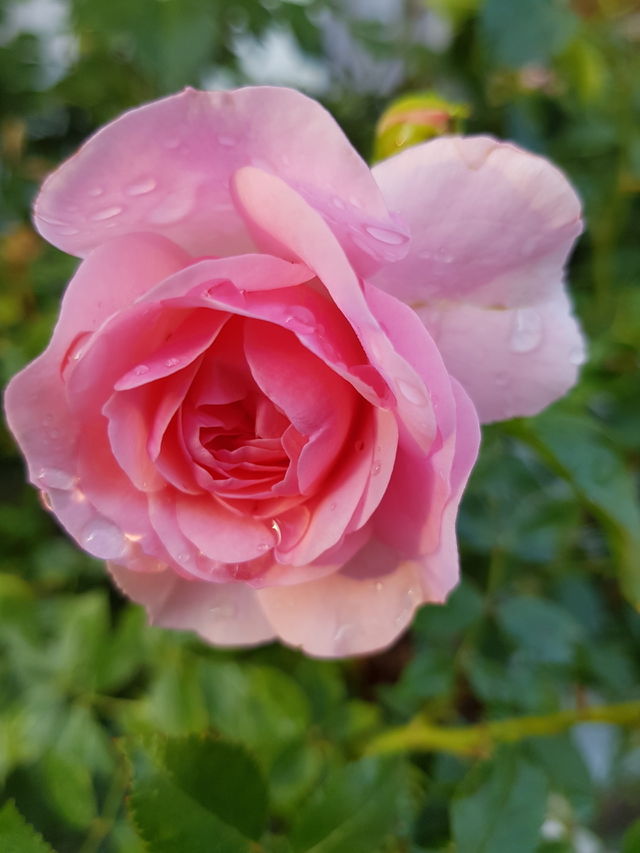 pink rose