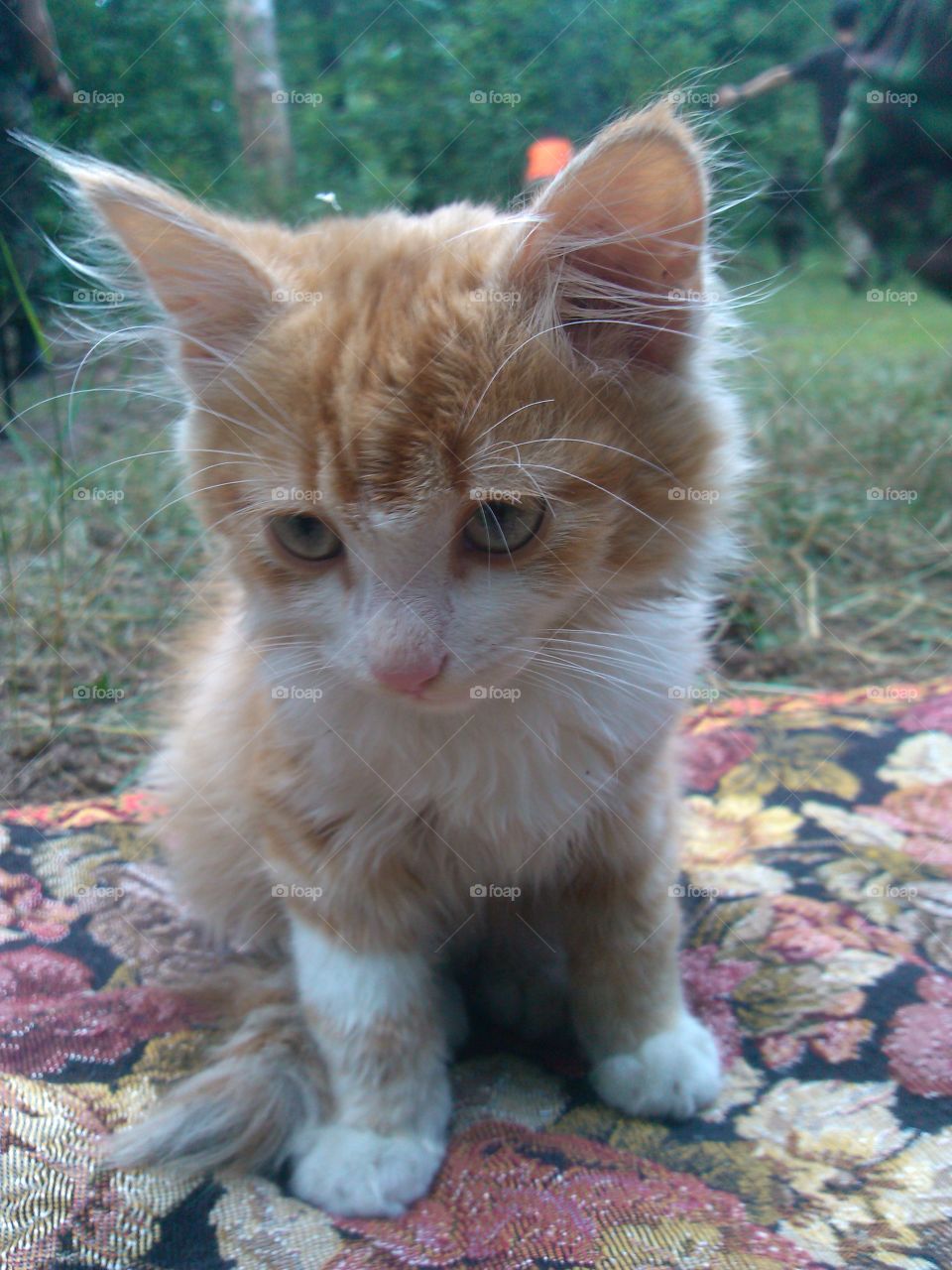 Red kitten 