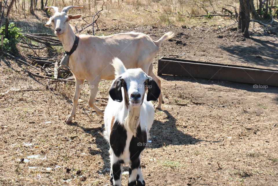 Curious goats