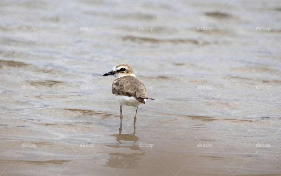 Kentish plover . Cotegoried for the shorebird identify . The bird's couldn't far from the water habitat category , salt and freshy . easy seen to capture at the estuarya model type habitat , where's two type water meet at the canals , or fishpond .